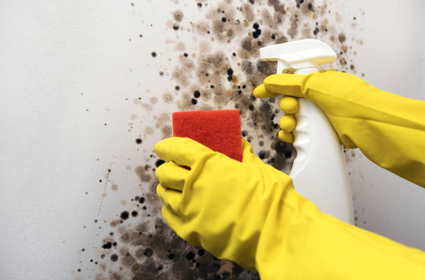 Trusted Lake Don Pedro, CA Mold Removal Experts
