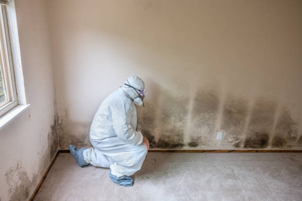 Professional Mold Removal in Lake Don Pedro, CA