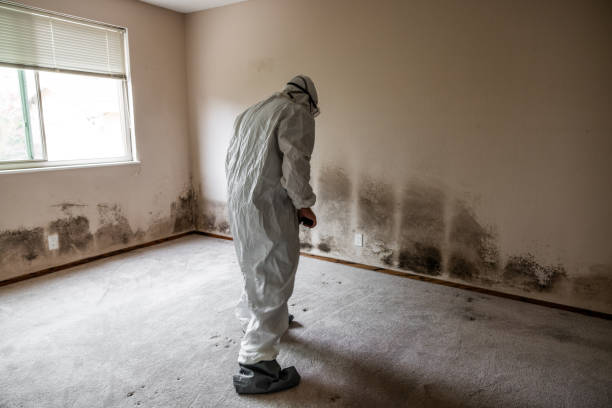 Best Attic Mold Removal  in Lake Don Pedro, CA