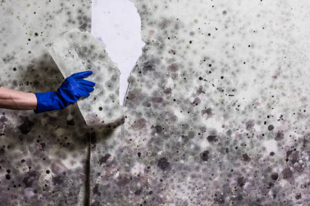 Best Mold Damage Repair  in Lake Don Pedro, CA